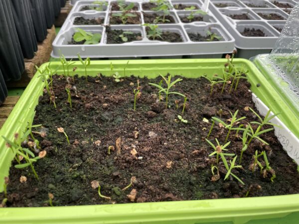 Redwood Seedlings