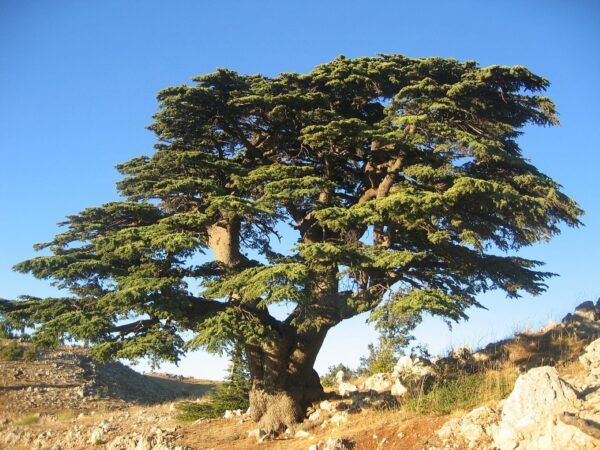 Cedar of Lebanon Tree 40/60cm (P9T) - Image 5