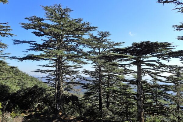 Cedar of Lebanon Tree 40/60cm (P9T) - Image 6
