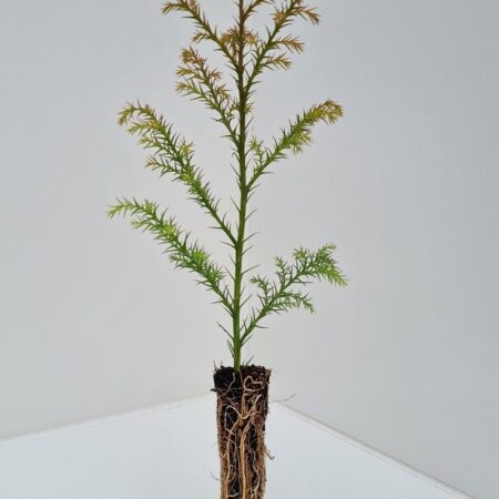 Cryptomeria japonica - Japanese Red Cedar