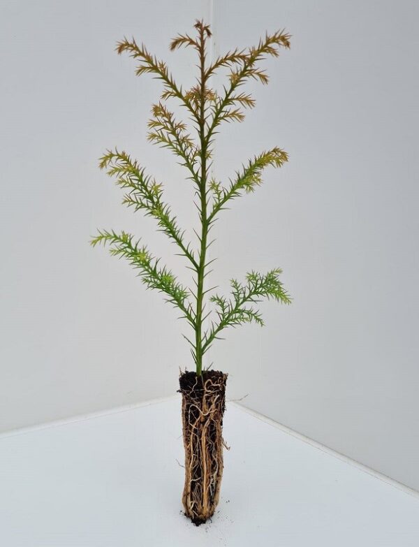 Cryptomeria japonica - Japanese Red Cedar