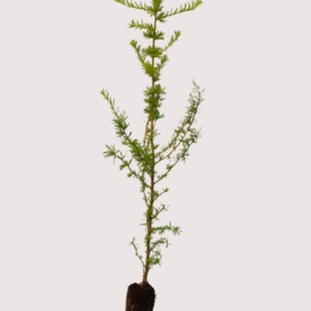 Larix decidua - European Larch