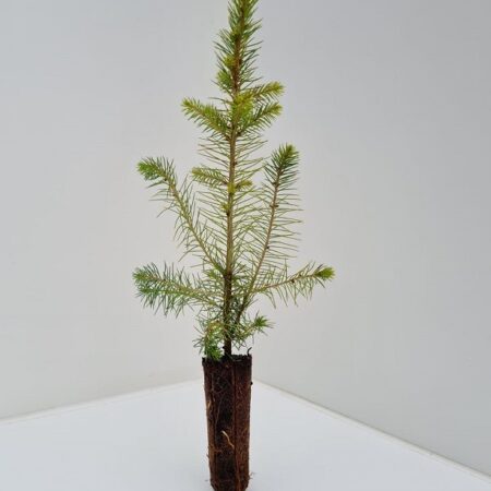 Picea Abies - Norway Spruce