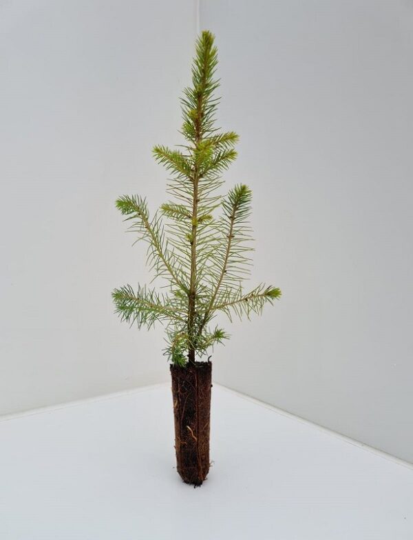 Picea Abies - Norway Spruce