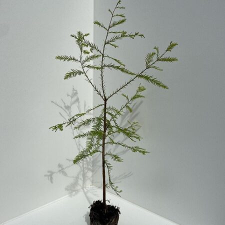 Taxodium distichum - Swamp Cypress