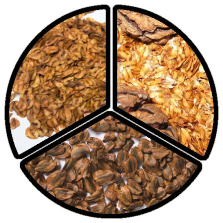 Redwood Tree Seeds Pack
