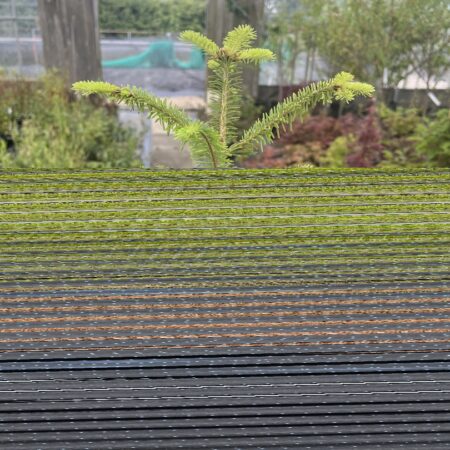 Abies fraseri - Fraser Fir 20/40cm (Cell)
