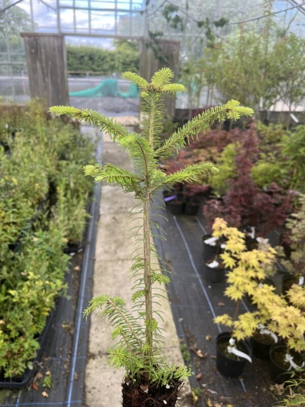 Abies fraseri - Fraser Fir 20/40cm (Cell)