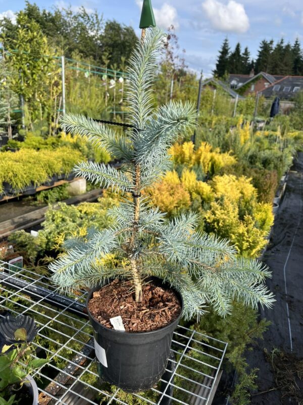 Blue Colorado Spruce 'Edith' 40/60cm (2L)