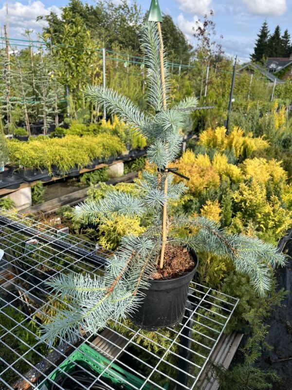 Blue Colorado Spruce 'Edith' 40/60cm (2L)
