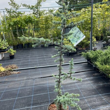 Cedrus atlantica - Atlas Cedar 'Horstmann Silberspitz' 80/100cm