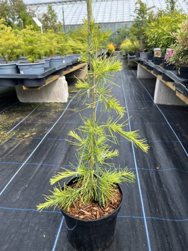 Cedrus deodara - Deodar Cedar 'Aurea' 40/60cm (2L)