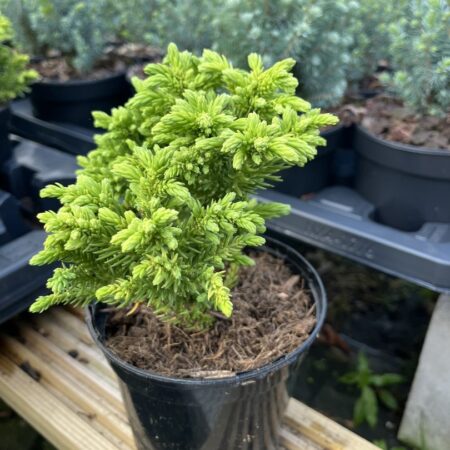 Cryptomeria japonica - Japanese Red Cedar 'Hide'