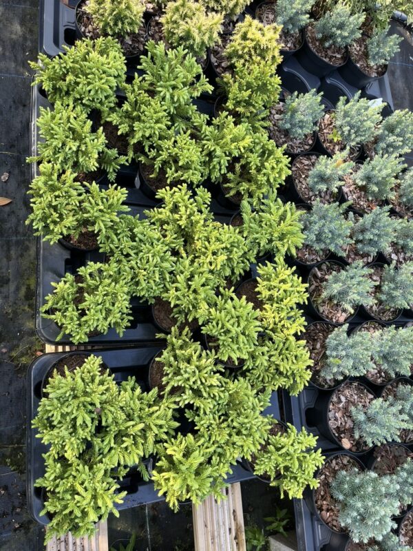 Cryptomeria japonica - Japanese Red Cedar 'Hide'