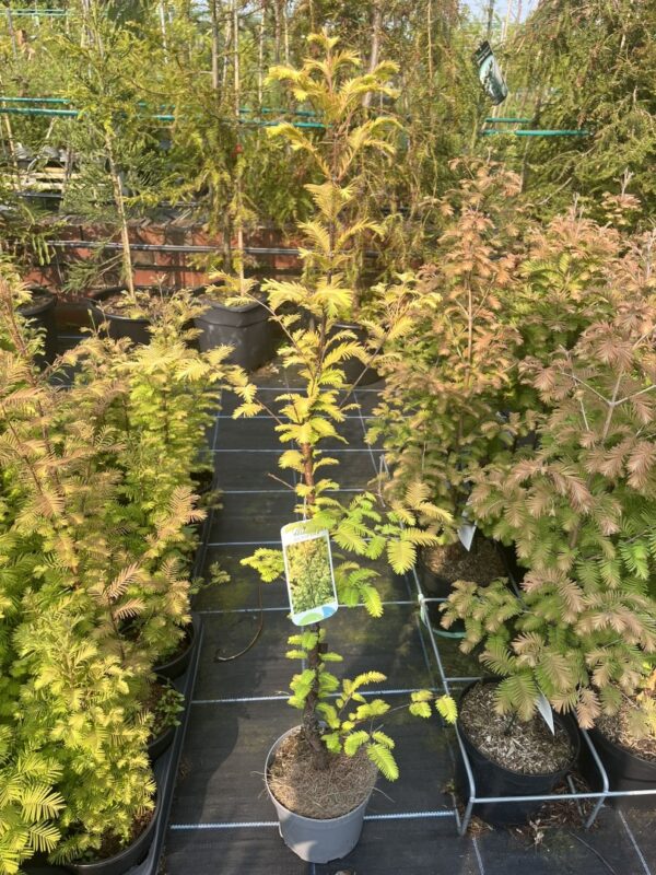 Dawn Redwood 'Amber Glow' 60/80cm (2L)