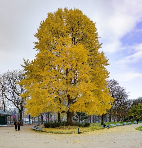 Maidenhair Tree 40/60cm (2L) - Image 7