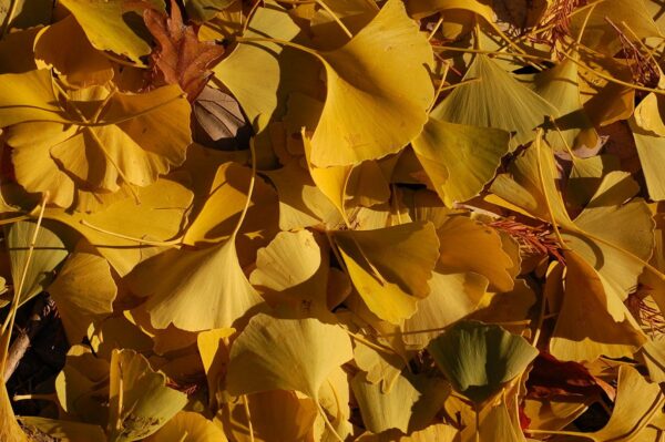 Maidenhair Tree 40/60cm (2L) - Image 6