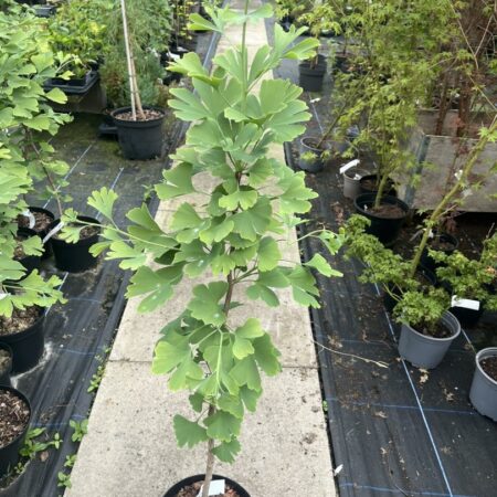 Ginkgo biloba - Maidenhair Tree