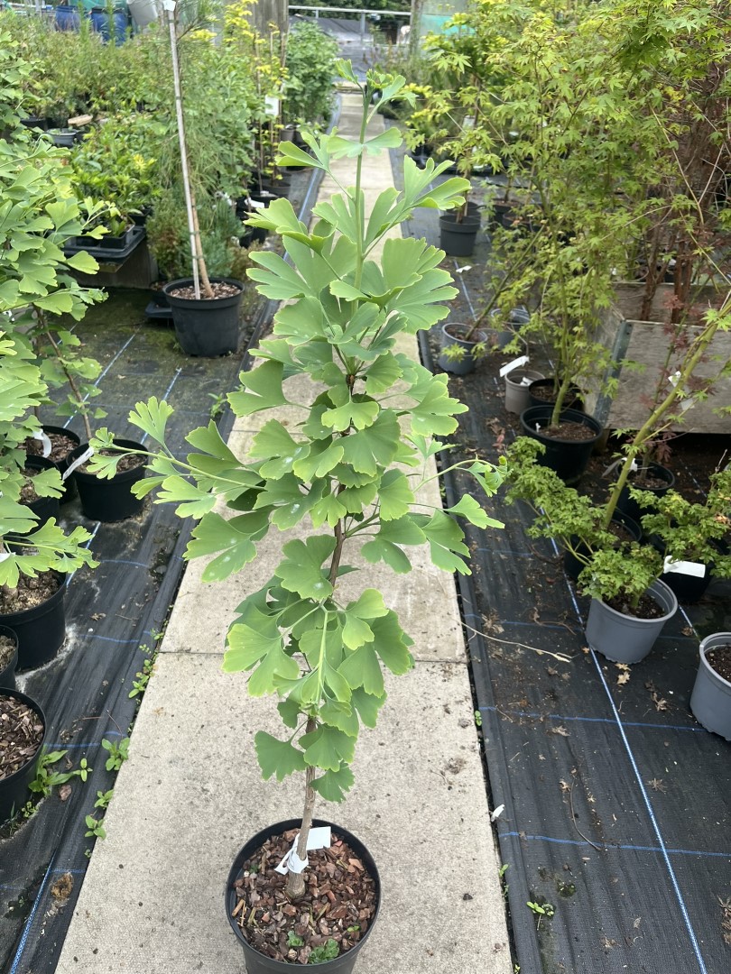 Ginkgo biloba - Maidenhair Tree