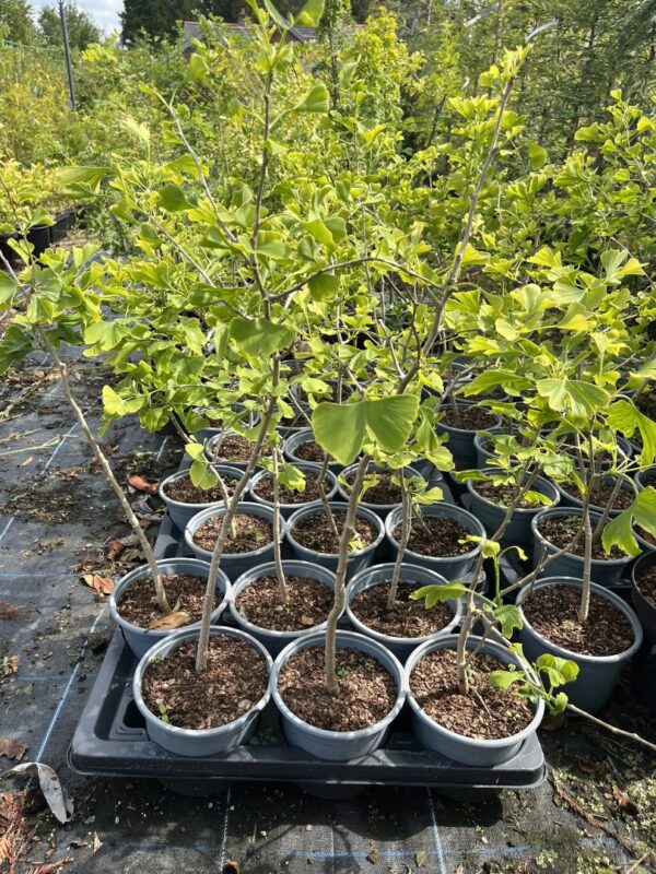Maidenhair Tree 40/60cm (2L) - Image 2