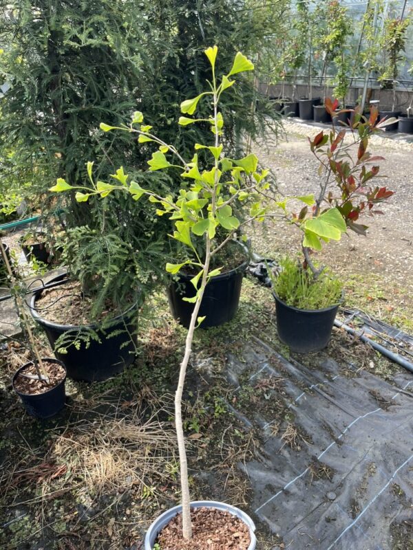 Ginkgo biloba - Maidenhair Tree 4060cm (2L)