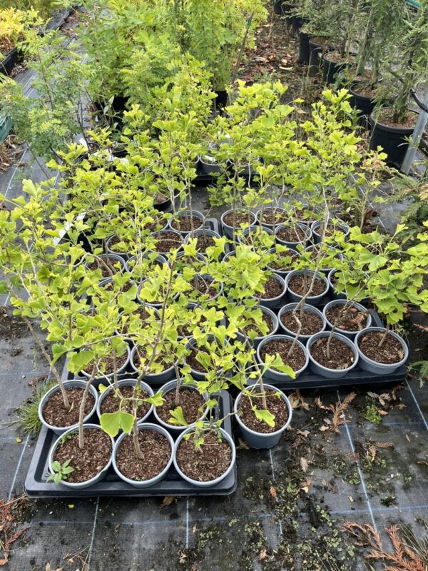 Ginkgo biloba - Maidenhair Tree 4060cm (2L)