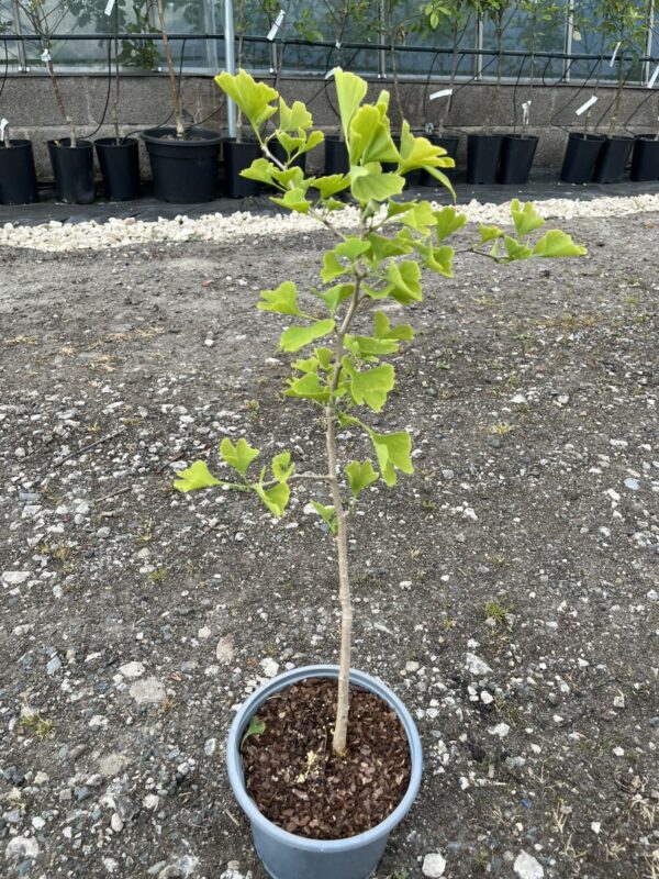 Ginkgo biloba - Maidenhair Tree 4060cm (2L)
