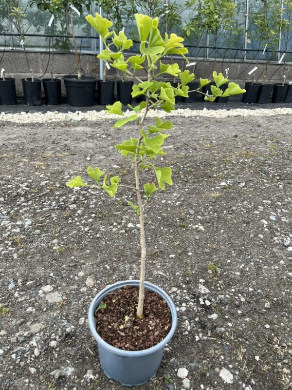 Ginkgo biloba - Maidenhair Tree 4060cm (2L)