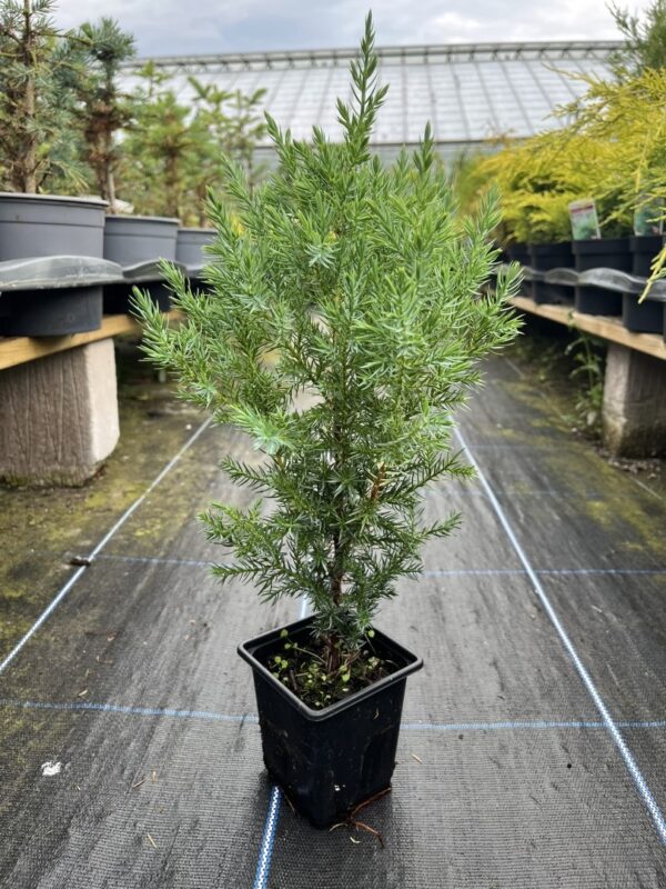 Juniperus chinensis - Chinese juniper 'Pyramidalis'