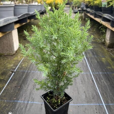 Juniperus chinensis - Chinese juniper 'Pyramidalis'