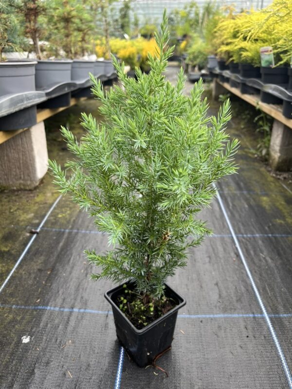 Juniperus chinensis - Chinese juniper 'Pyramidalis'
