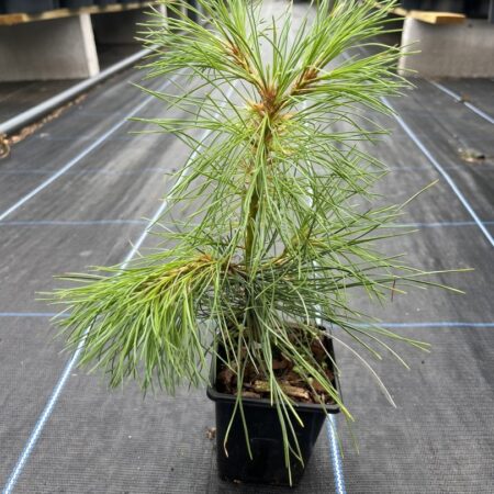 Pinus peuce- Macedonian Pine 10/20cm (P9)