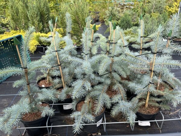 Picea pungens - Blue Colorado Spruce 'Edith' 40/60cm (2L)