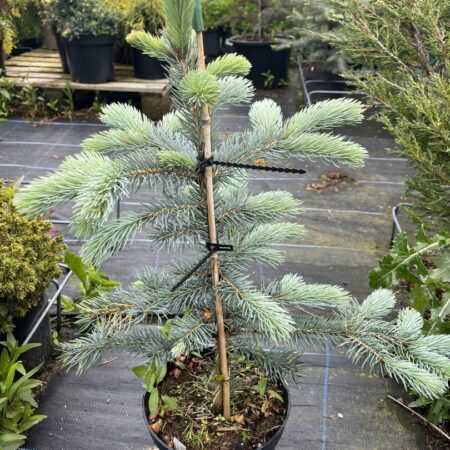 Picea pungens - Blue Colorado Spruce 'Fat Albert'