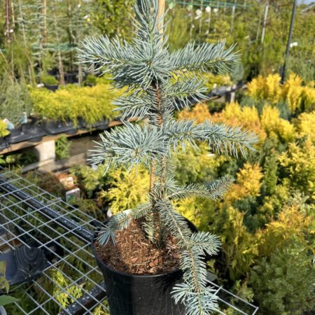 Picea pungens - Blue Colorado Spruce 'Fat Albert' 40/60cm (2L)