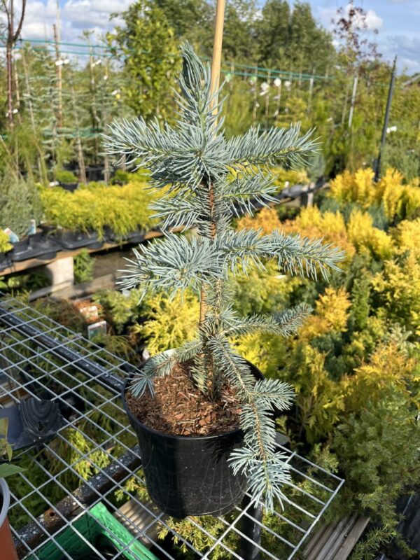 Picea pungens - Blue Colorado Spruce 'Fat Albert' 40/60cm (2L)