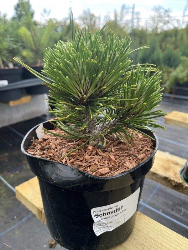 Pinus leucodermis 'Schmidtii' - Bosnian pine