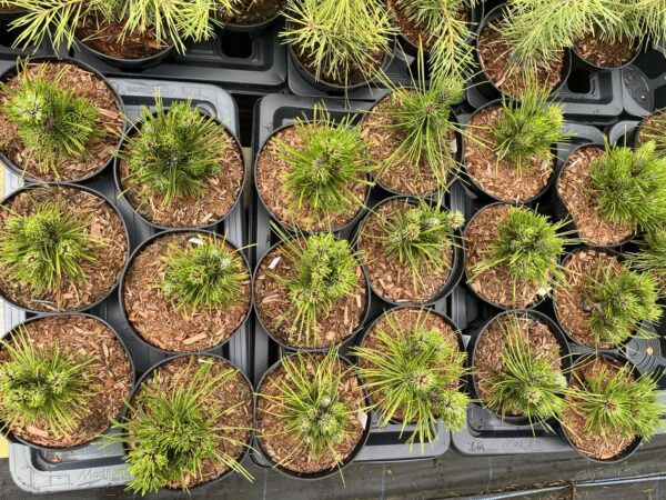 Pinus leucodermis 'Schmidtii' - Bosnian pine