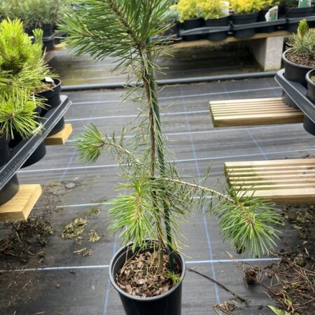 Pinus sylvestris - Scots Pine 40/60cm (2L)