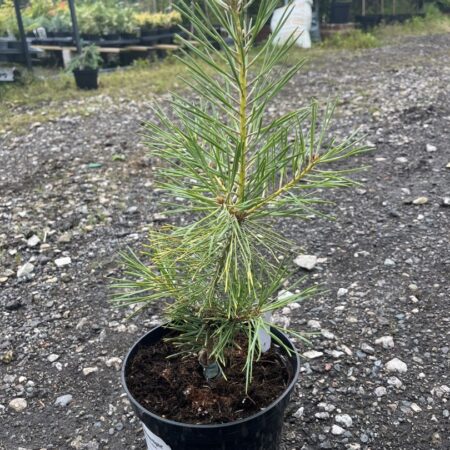 Pinus sylvestris  - Scots Pine 'Anny's Winterlight' 20/40cm (2L)