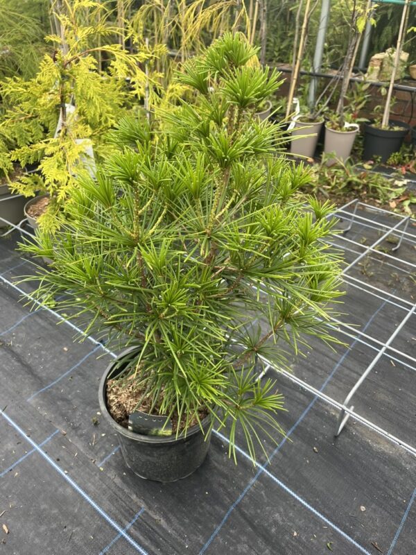 Umbrella Pine 40/60cm (5L) - Image 3