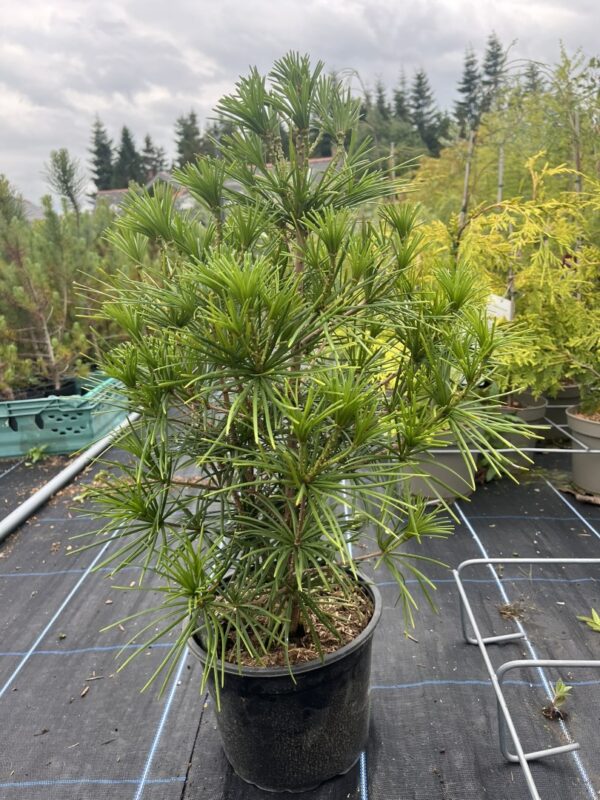 Sciadopitys verticillata - Umbrella Pine 40/60cm (5L)