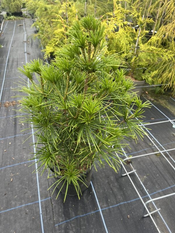 Sciadopitys verticillata - Umbrella Pine 40/60cm (5L)