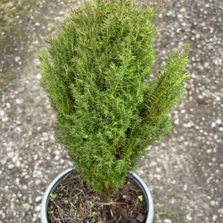 White Cedar ‘Teddy’ - Thuja occidentalis
