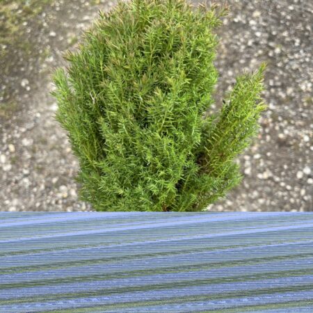 Thuja occidentalis 'Teddy' white cedar 'Teddy'