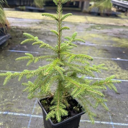 Picea abies Norway Spruce 20/40cm (P9)
