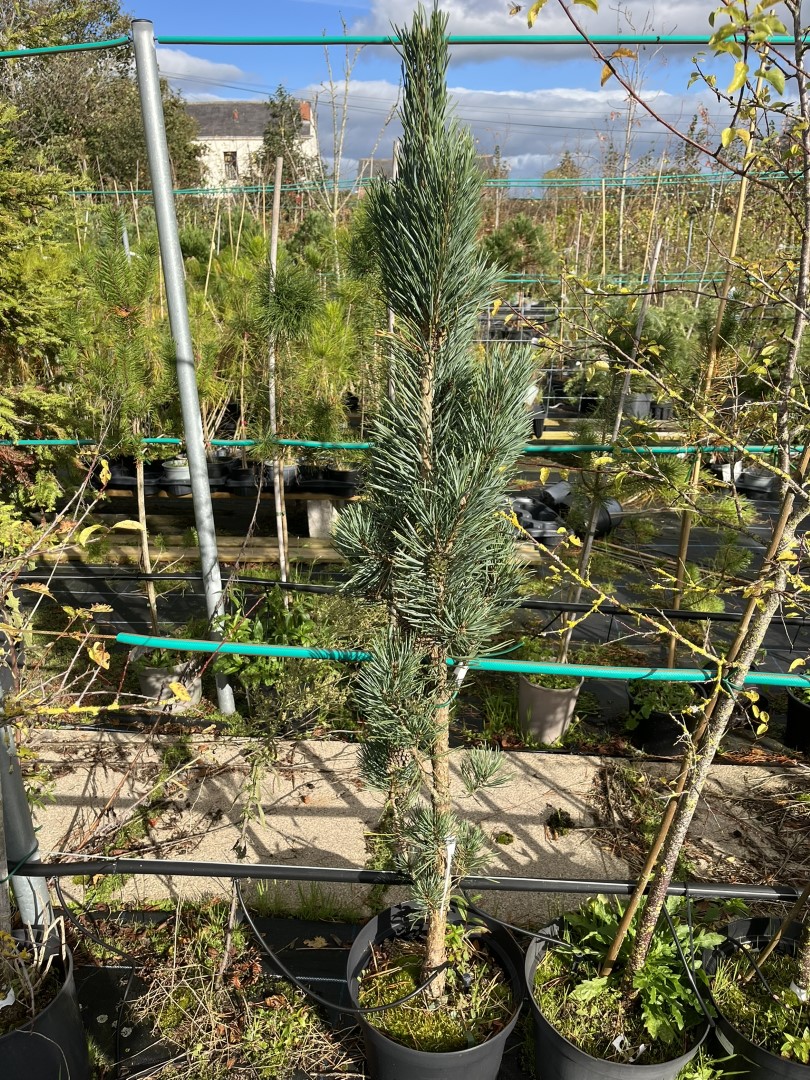 Pinus sylvestris - Scots pine 'Fastigiata'