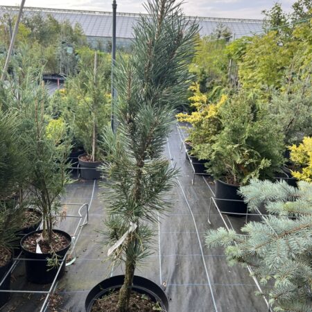 Scots pine 'Fastigiata' 80/100cm (10L) Pinus sylvestris