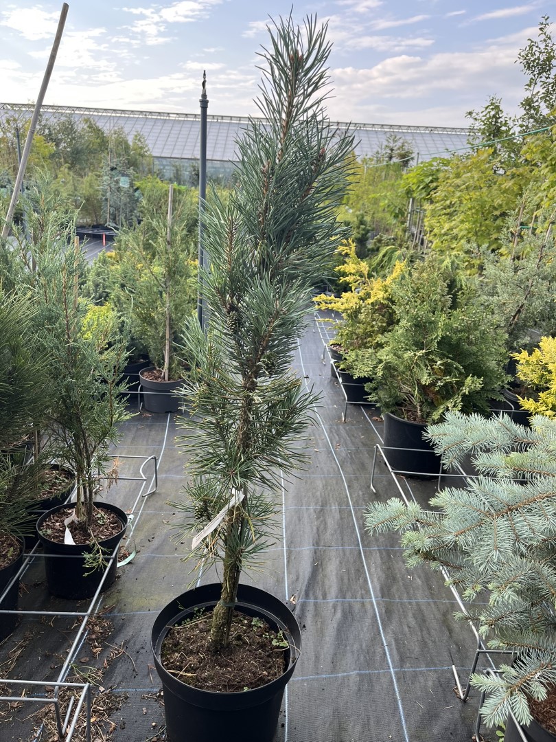 Scots pine 'Fastigiata' 80/100cm (10L) Pinus sylvestris