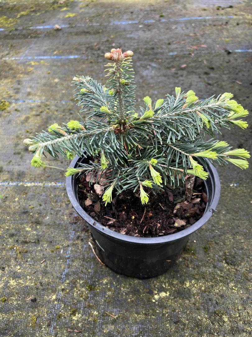 Abies lasiocarpa - Corkbark Fir 2040cm (2L)